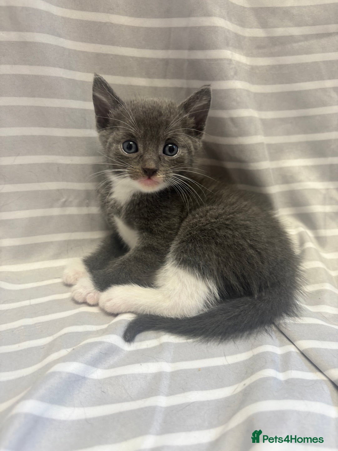 Mixed Breed cats for sale: Adorable 5-Week-Old Kittens Ready to Reserve - Image 2