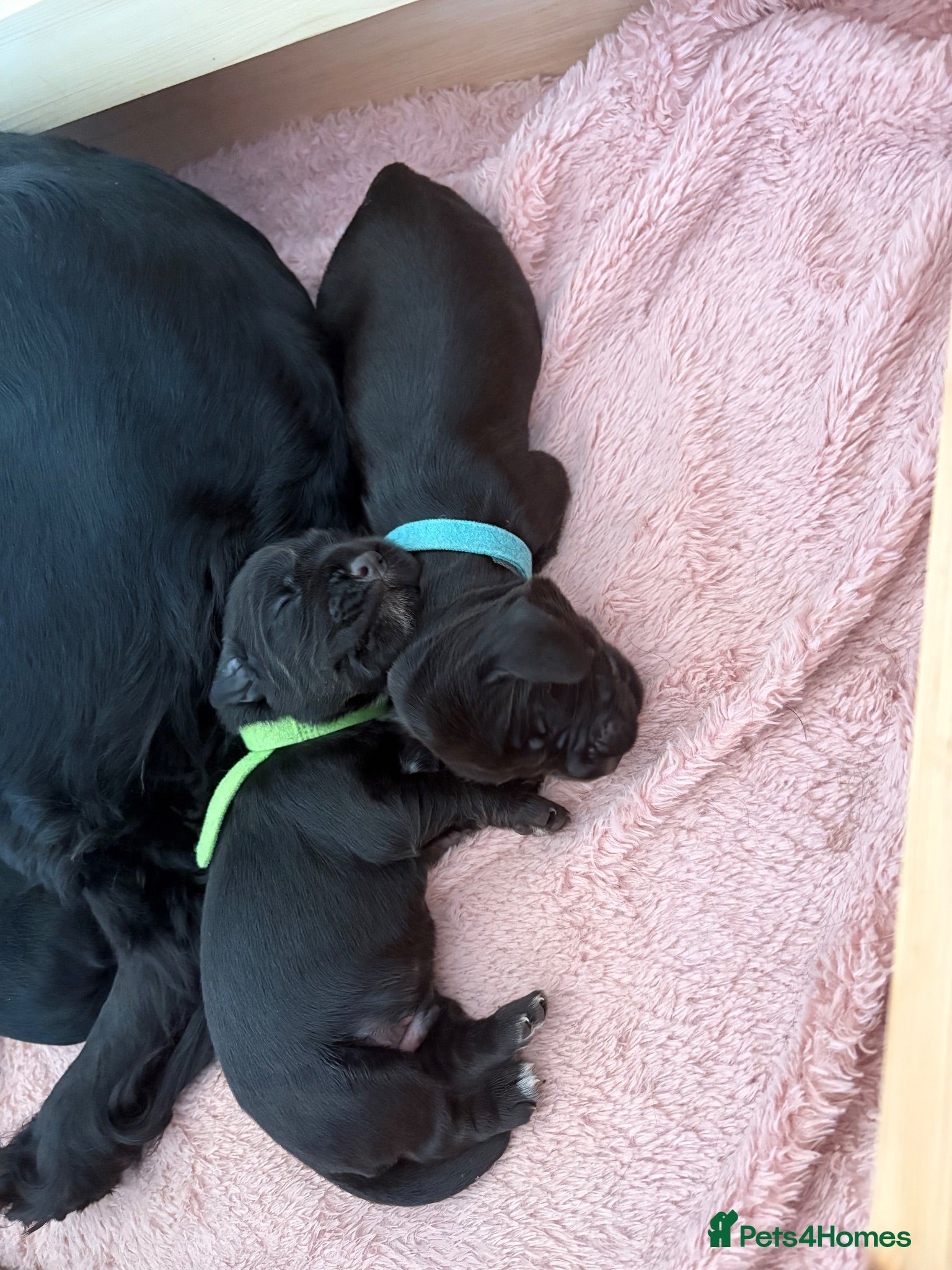 Cocker Spaniel dogs Beautiful Working cocker spaniels - Advert 2