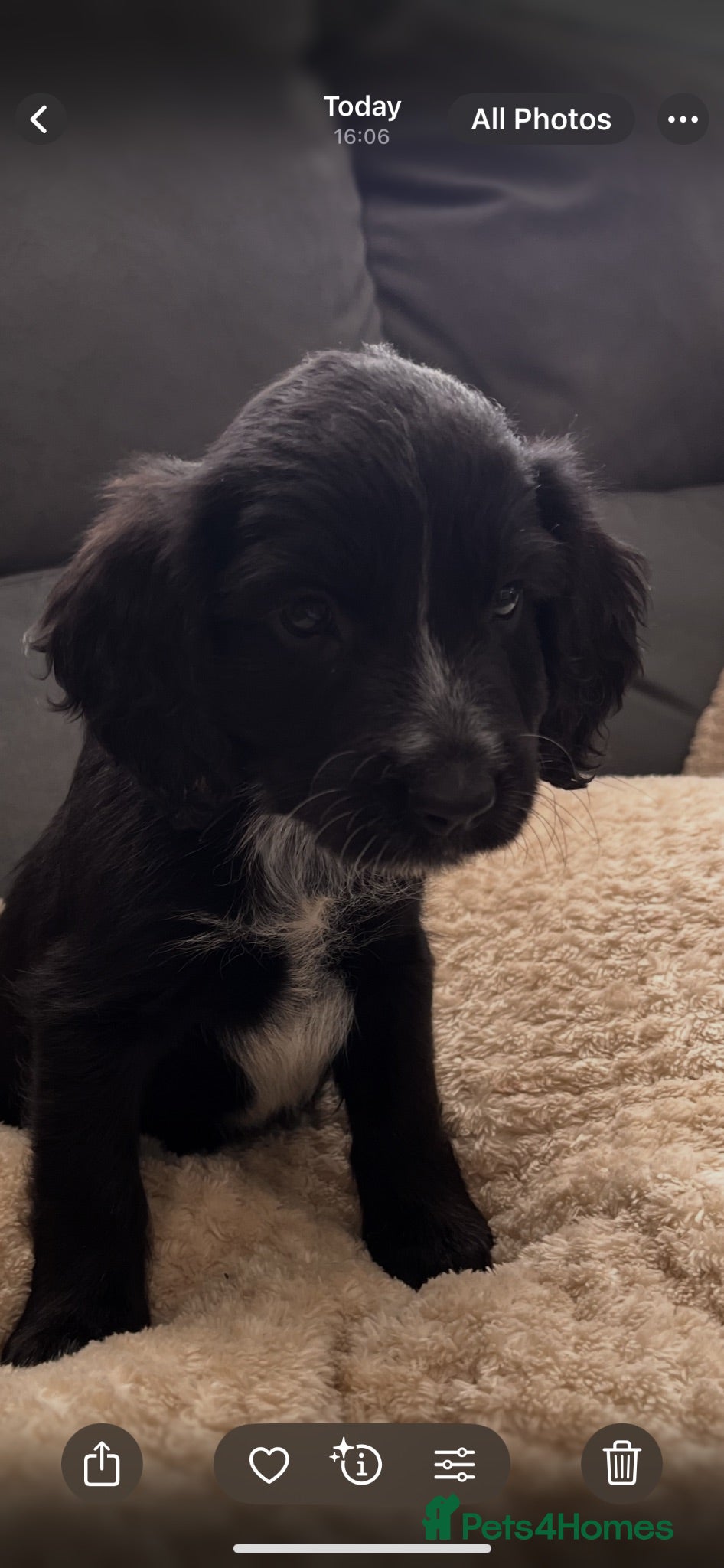 Cockapoo dogs BEAUTIFUL COCKAPOO PUPPIES 1 GIRL 6 BOYS LEFT - Advert 14
