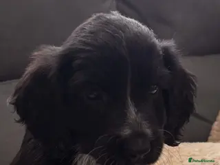 Cockapoo dogs BEAUTIFUL COCKAPOO PUPPIES 1 GIRL 6 BOYS LEFT - Advert 14