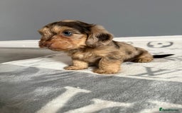 Mixed Breed dogs for sale: MAGNIFICENT LONG-HAIRED MINIATURE PUPPIES - Image 3