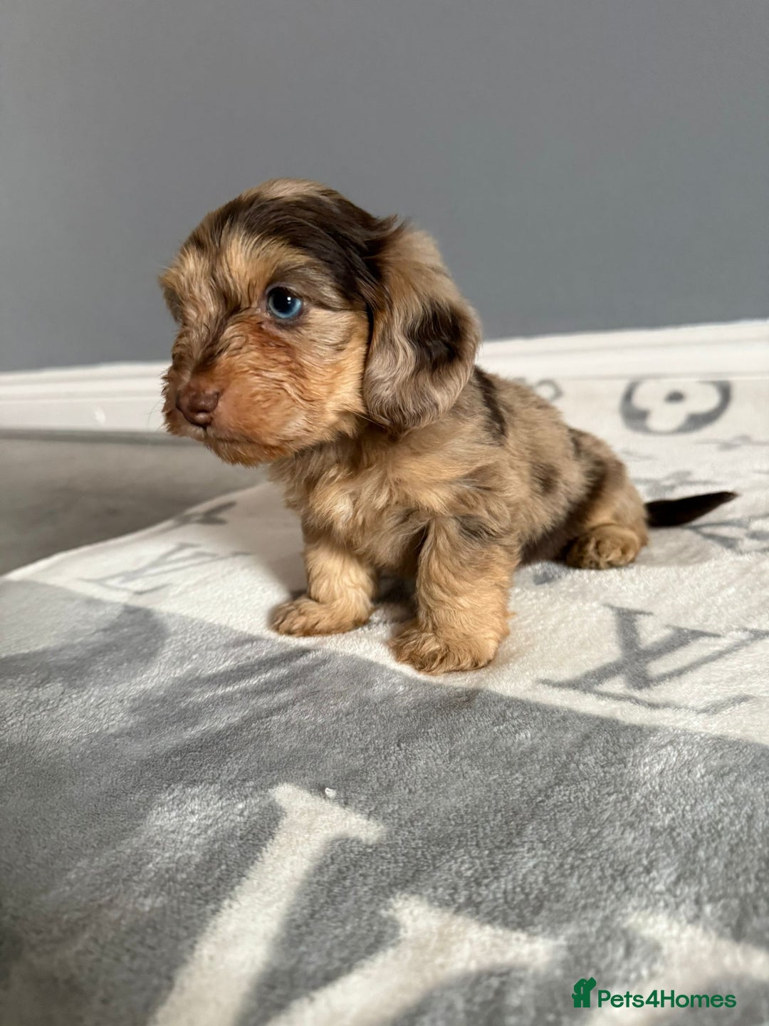 Mixed Breed dogs for sale: MAGNIFICENT LONG-HAIRED MINIATURE PUPPIES - Image 3