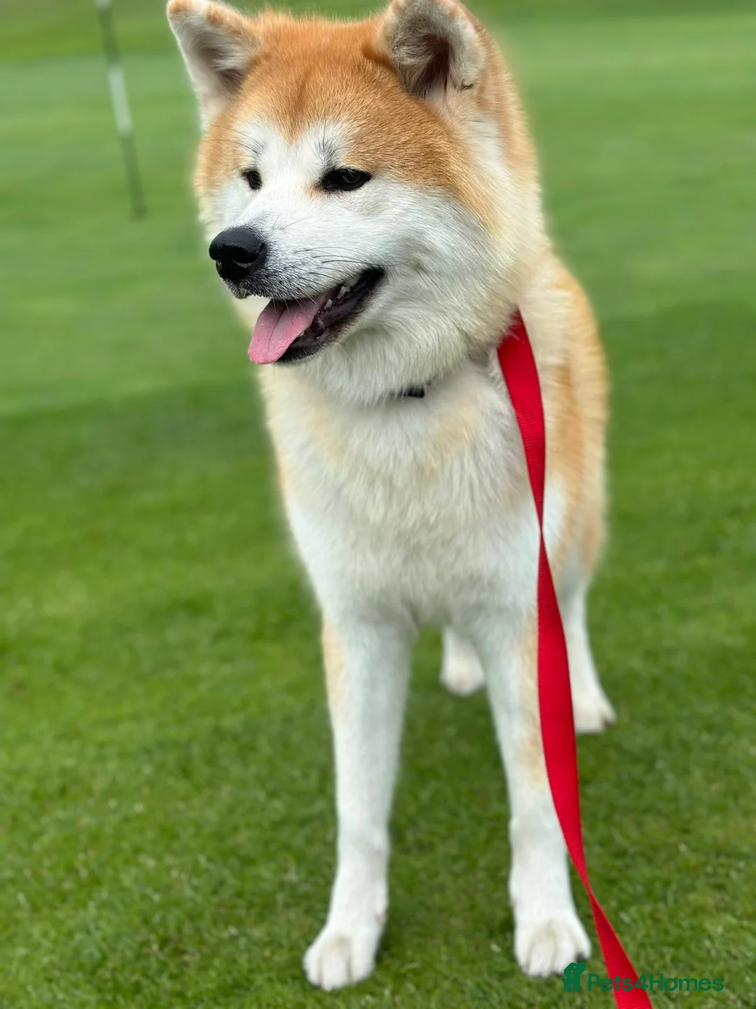 Japanese Akita Inu dogs for sale:  Japanese Akita Inu Puppies – Red Fawn - Advert 4