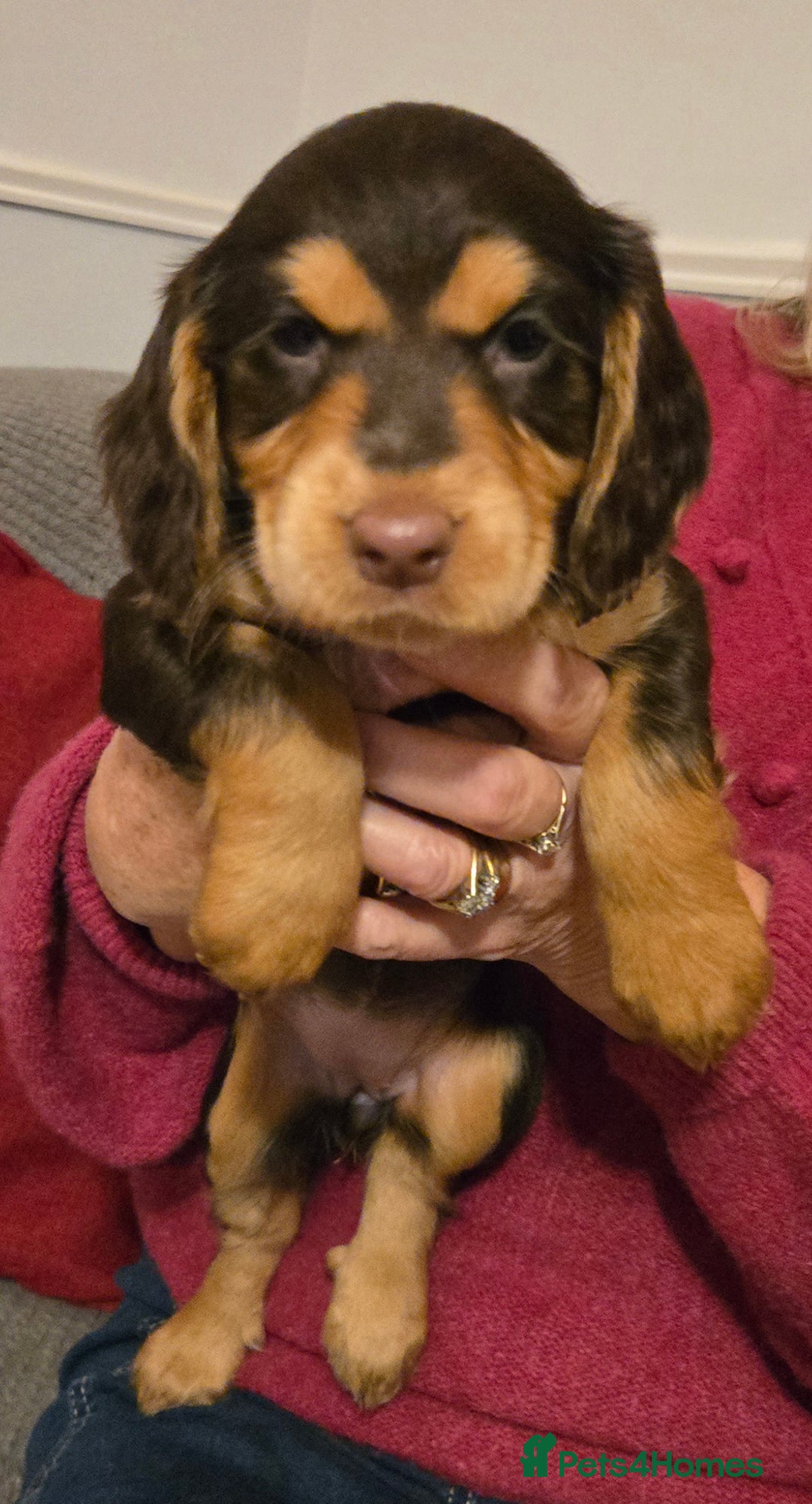 Cocker Spaniel dogs for sale: Show/Working Cocker spaniel puppies  - Advert 11