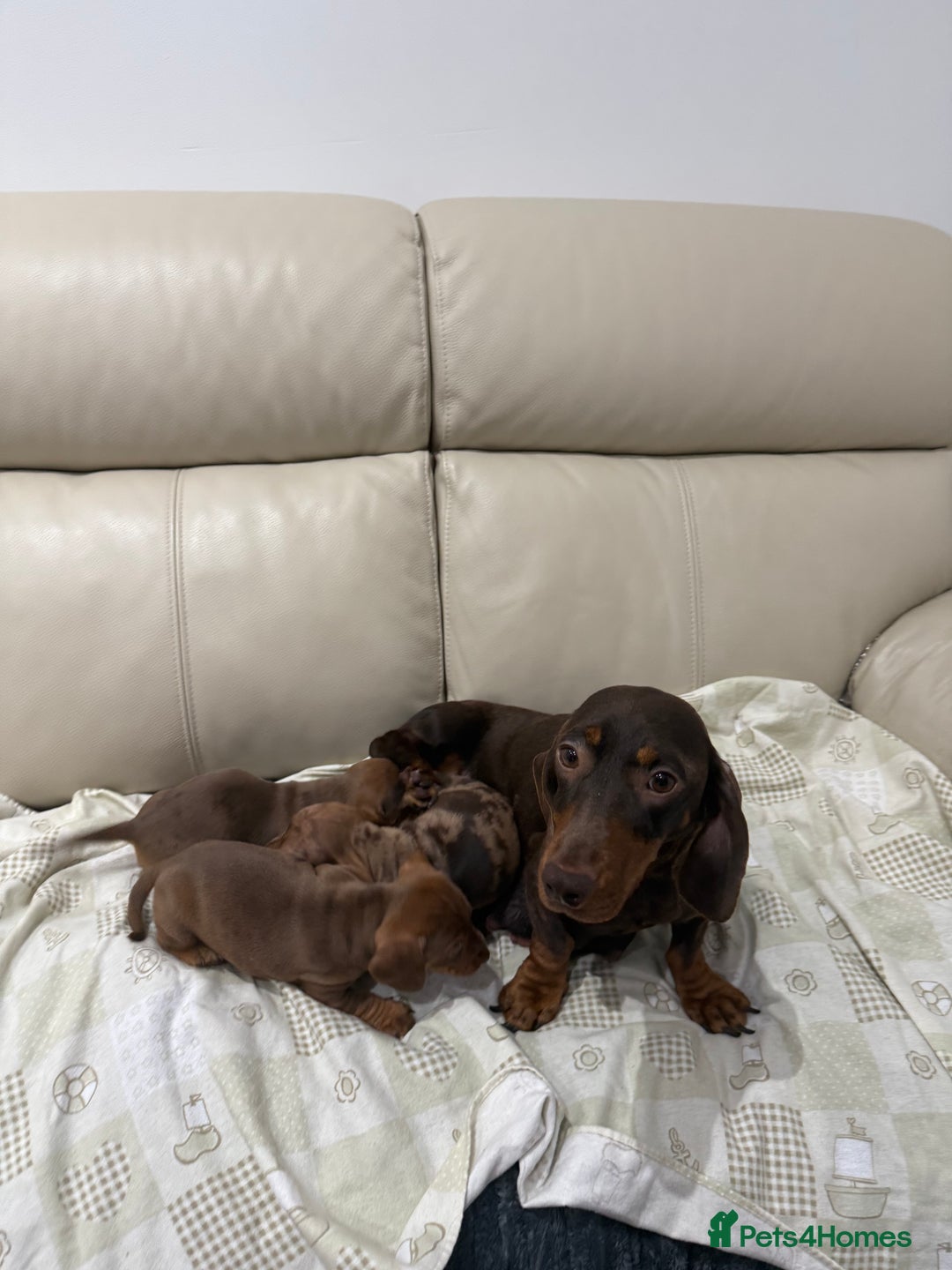Dachshund dogs for sale: Miniature dachshund puppies  - Advert 3