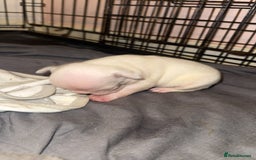 French Bulldog dogs for sale: 8 KC Reg’d French Bulldog Pups For Sale - Image 7