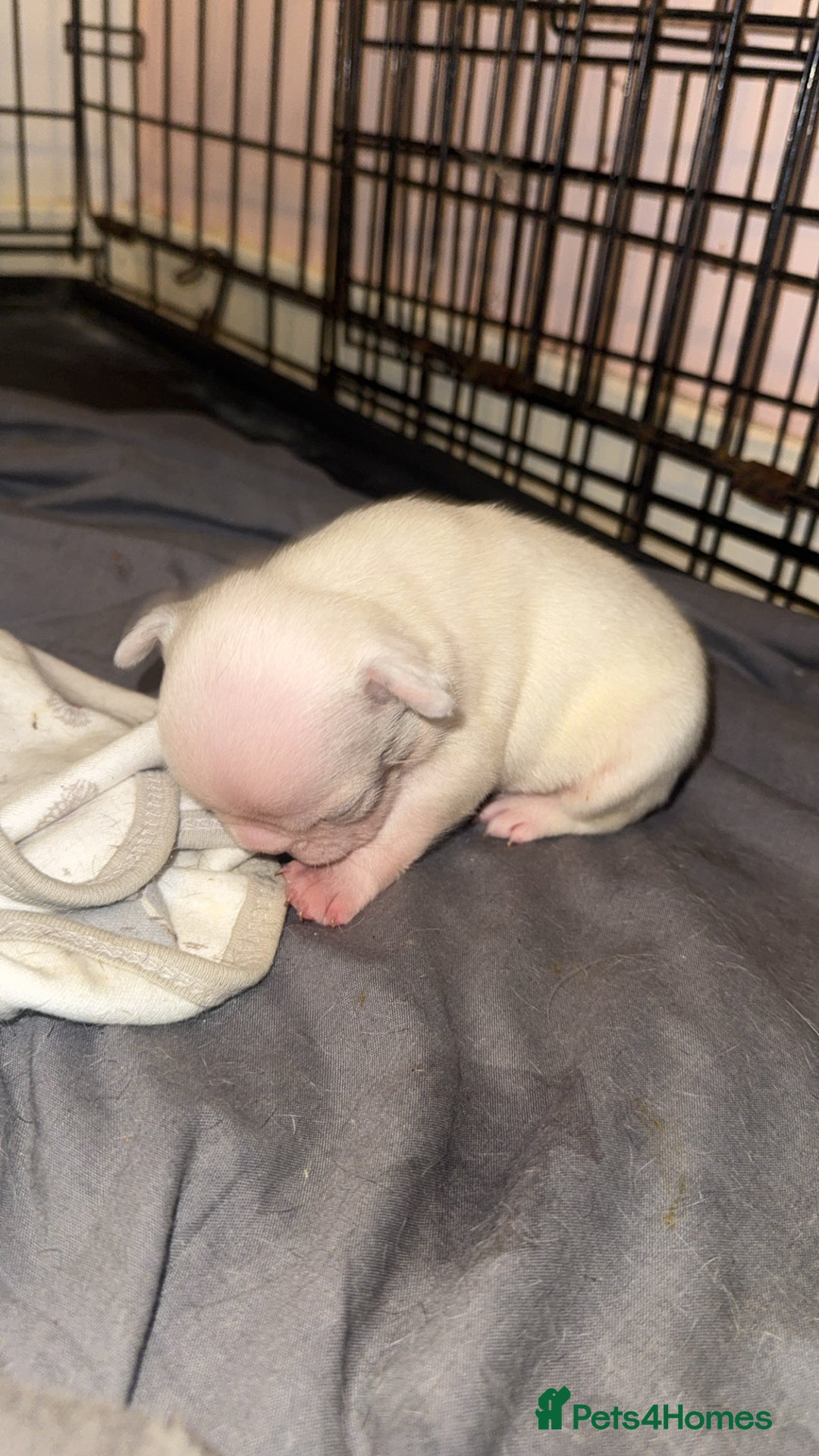 French Bulldog dogs for sale: 8 KC Reg’d French Bulldog Pups For Sale - Image 7