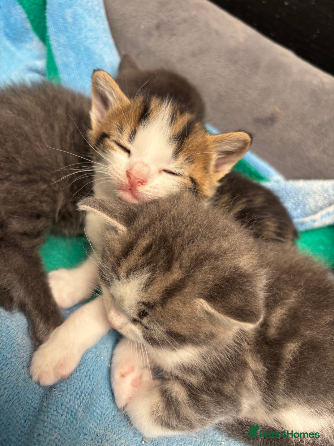 Mixed Breed cats for sale: Kittens  - Image 7