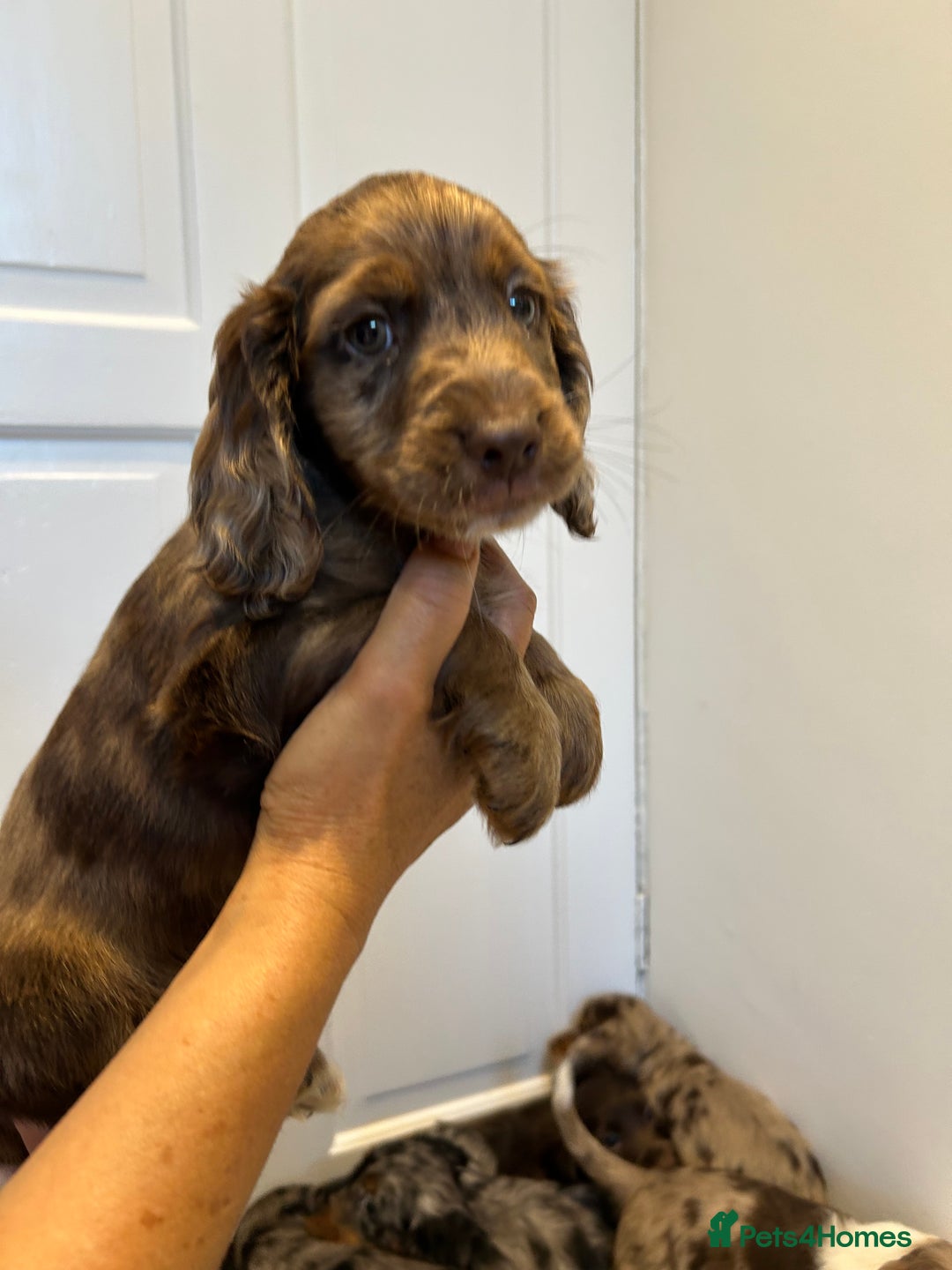 Cocker Spaniel dogs for sale: Super rare and unique show type dna tested Kc reg  - Image 32