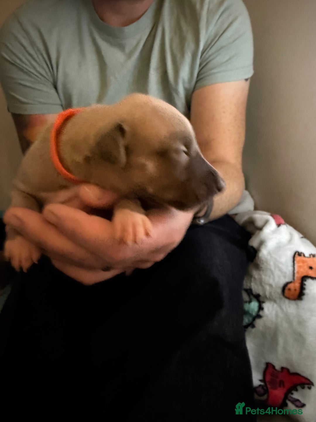 Whippet dogs for sale: Beautiful pedigree whippet puppies - Cornwall - Advert 6