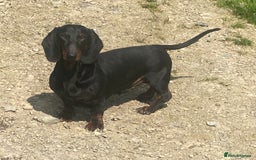 Dachshund dogs for sale: Smooth hair Dachshund puppies  - Image 14