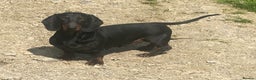 Dachshund dogs for sale: Standard Dachshund puppies  - Advert 15