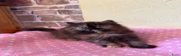 Persian cats for sale: 💕 Beautiful Kittens 💕 - Advert 8
