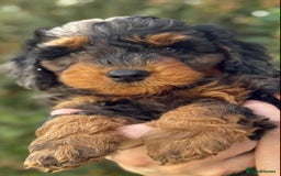 Mixed Breed dogs for sale:  Unique Merle Double Doodle Ready from 9th August - Image 13