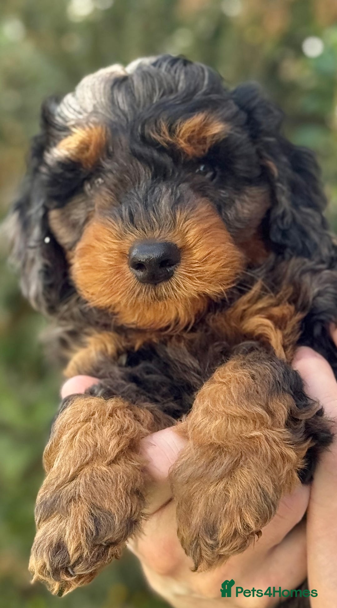 Mixed Breed dogs for sale:  Unique Merle Double Doodle Ready from 9th August - Image 13
