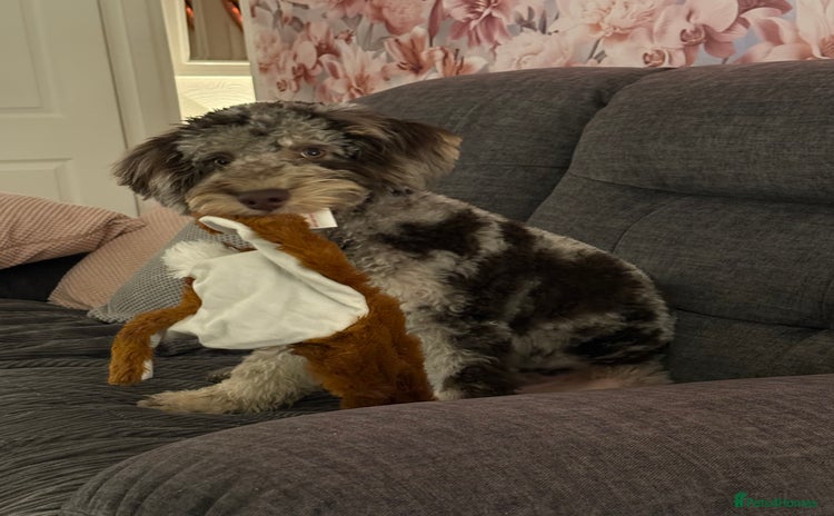 Cockapoo dogs - Advert 1