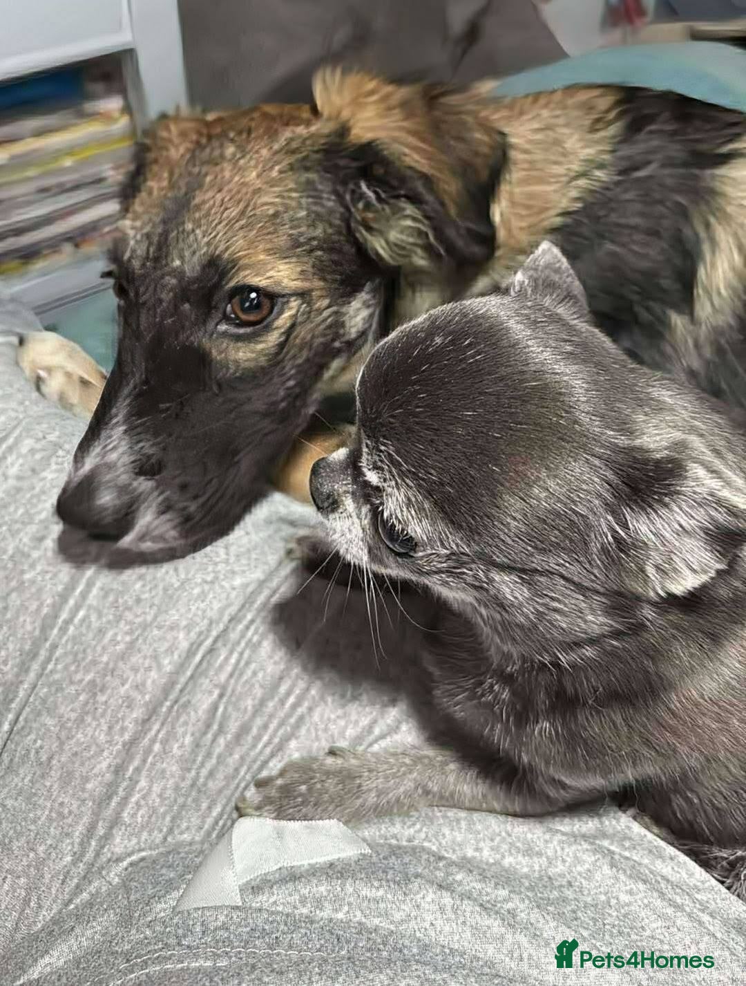 Mixed Breed dogs for adoption: Meet Veronica 💠 – the sweetest little pup - Image 2