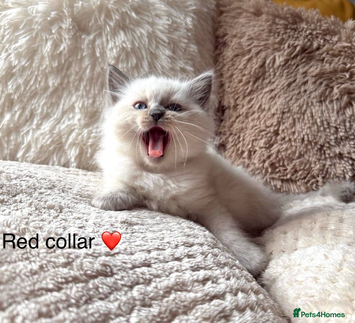 Ragdoll cats ❤️ 🐾 Meet Your New Best Friend! 🐾 ❤️ - Advert 1