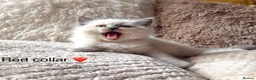 Ragdoll cats for sale: ❤️ 🐾 Meet Your New Best Friend! 🐾 ❤️ - Advert 1