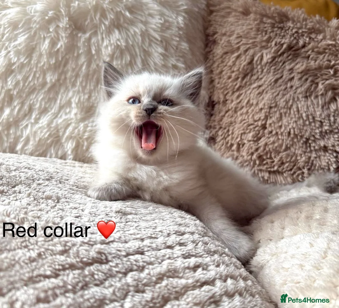 Ragdoll cats for sale: ❤️ 🐾 Meet Your New Best Friend! 🐾 ❤️ - Advert 1