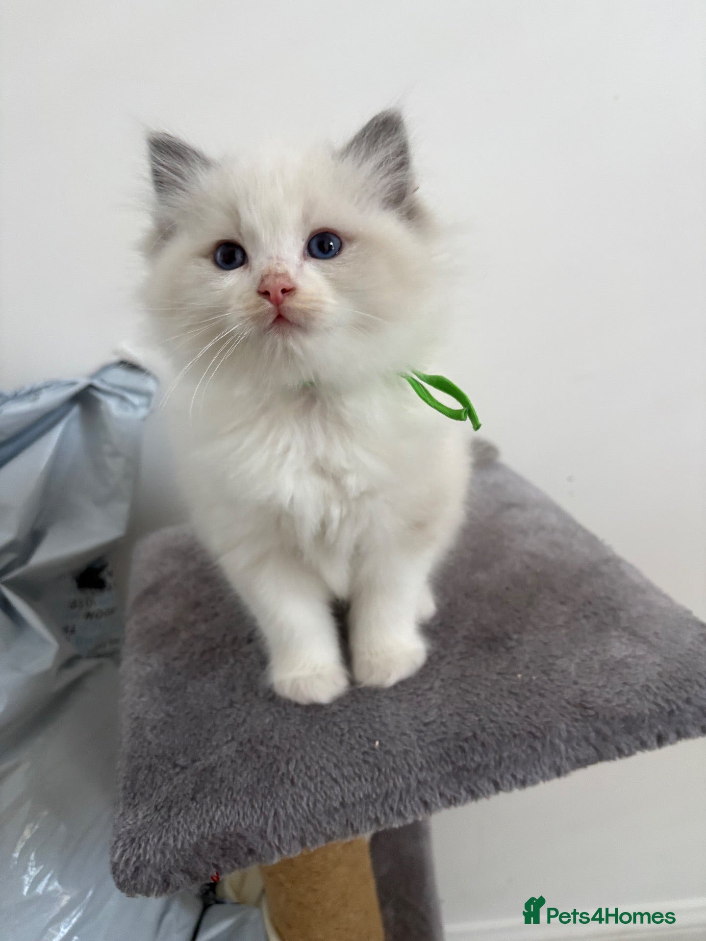 Ragdoll cats Last little boy left - Advert 15