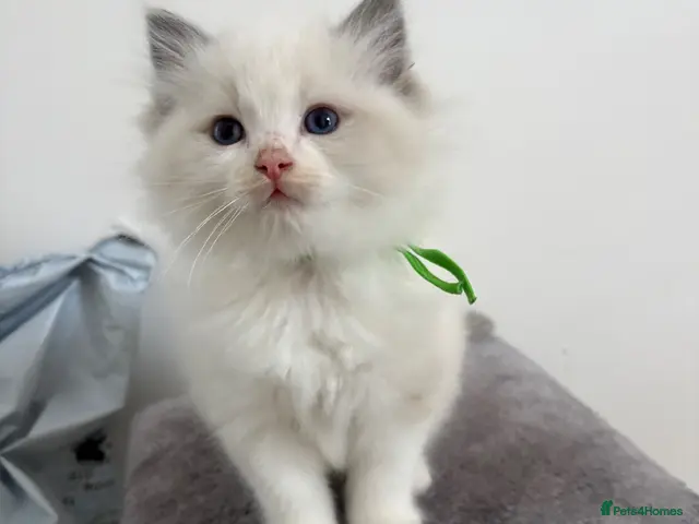 Ragdoll cats Last little boy left - Advert 15