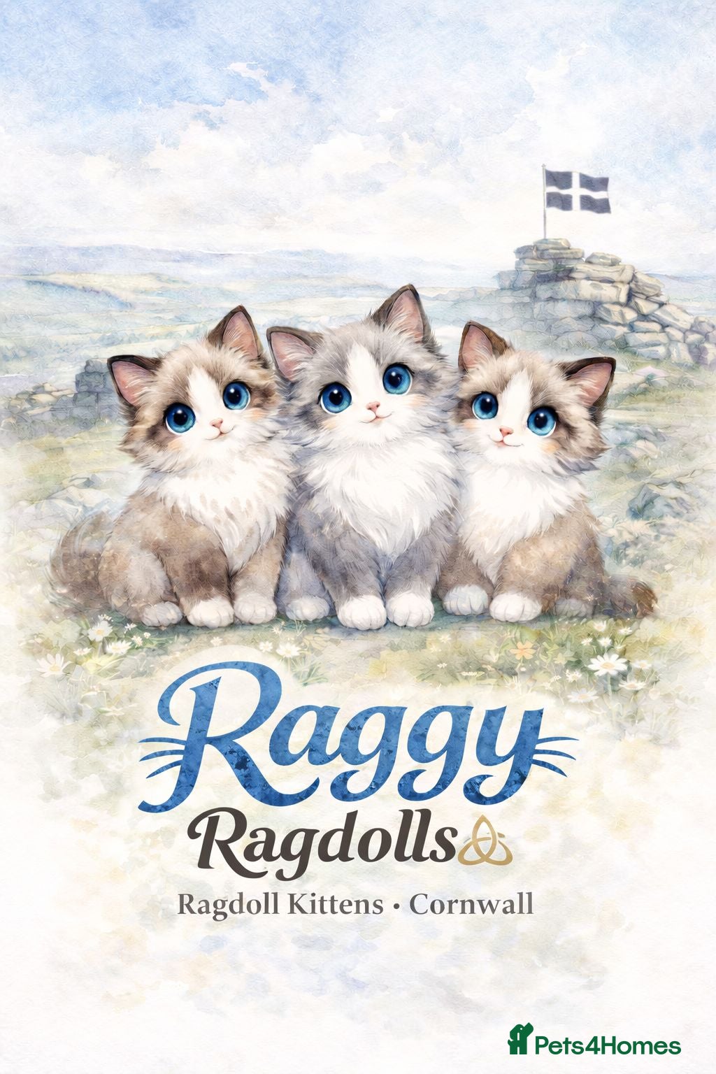 Ragdoll cats 9 Beautiful Ragdoll kittens  - Advert 8
