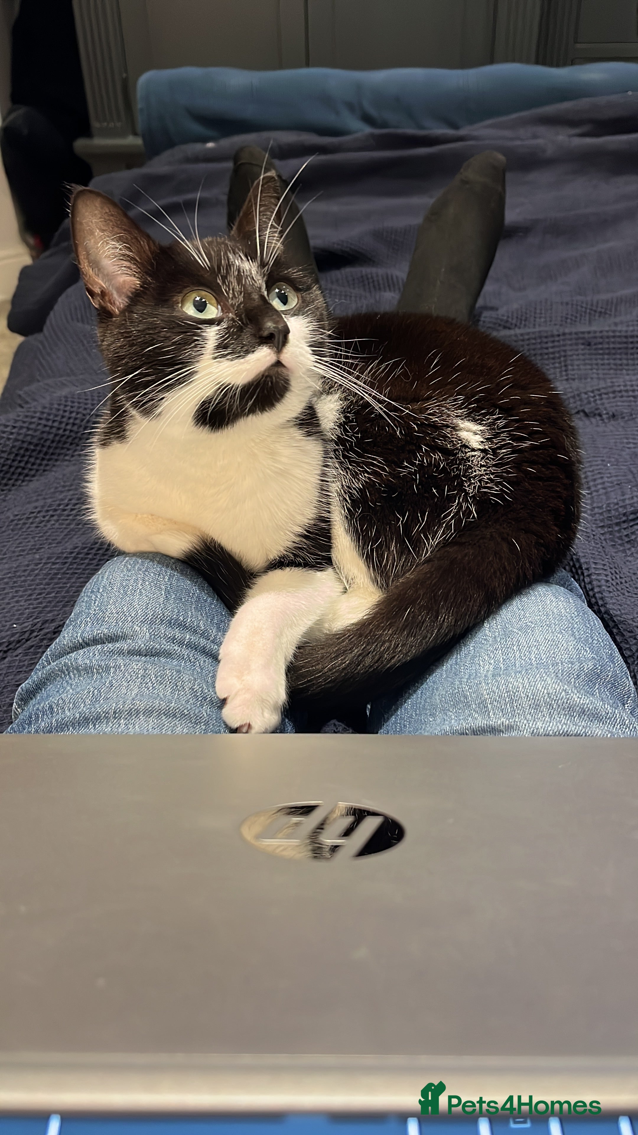 British Shorthair cats Black and white British shorthair - Advert 17