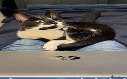 British Shorthair cats for sale: Black and white British shorthair - Image 1