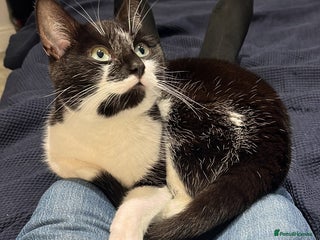 British Shorthair cats for sale - Advert 1