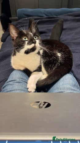 British Shorthair cats - Advert 1