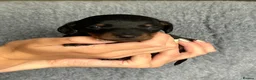 Dachshund dogs for sale: Beautiful litter of standard Dachshund  - Advert 29