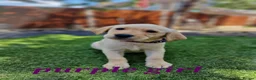 Labrador Retriever dogs for sale: KC registered Labrador Retriever puppies  in Ilford - Advert 5