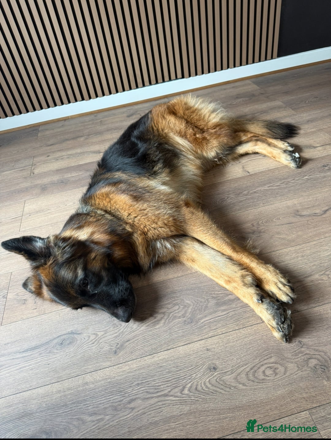 German Shepherd dogs for sale: 5 year old long haired German shepherd female  - Advert 10
