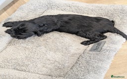 Cocker Spaniel dogs for sale: Show type cocker spaniel  - Image 13