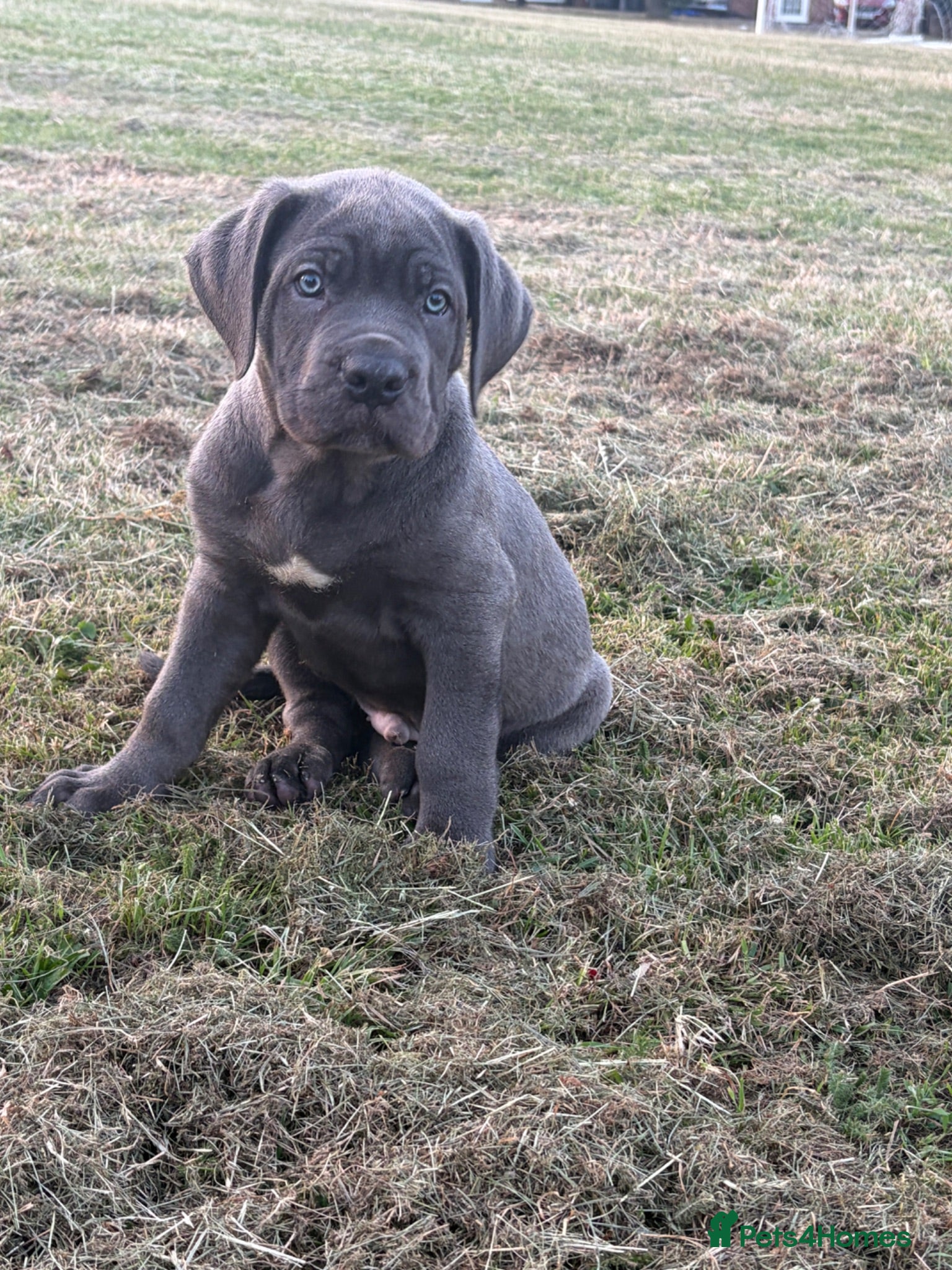 Mixed Breed dogs Cane Corso 75% x German Shepherd 25% - Advert 2