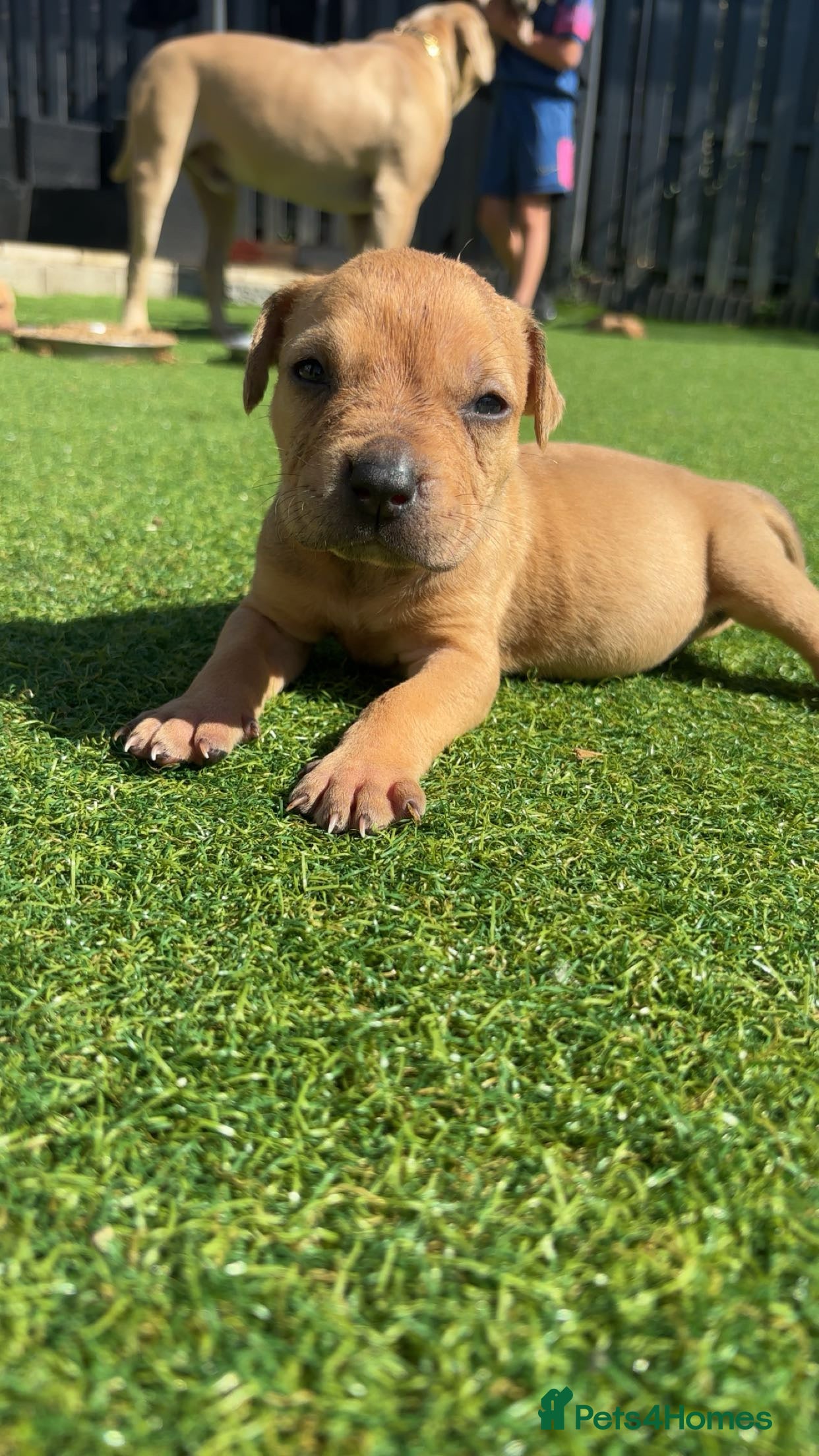 American Bully dogs Beautiful American bully’s 🐶  - Advert 2