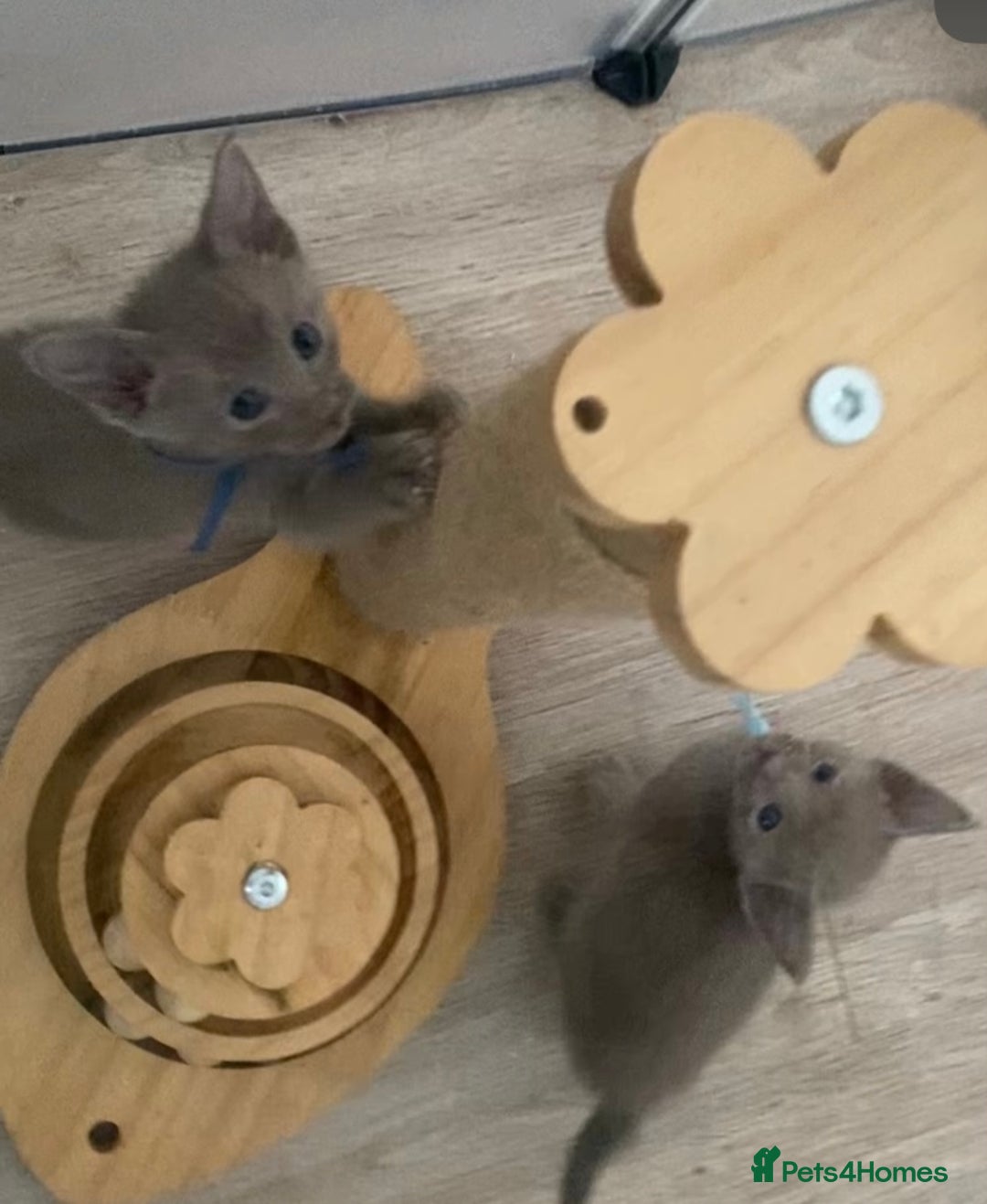 Mixed Breed cats for sale: Oriental X Siamese kittens  - Image 18