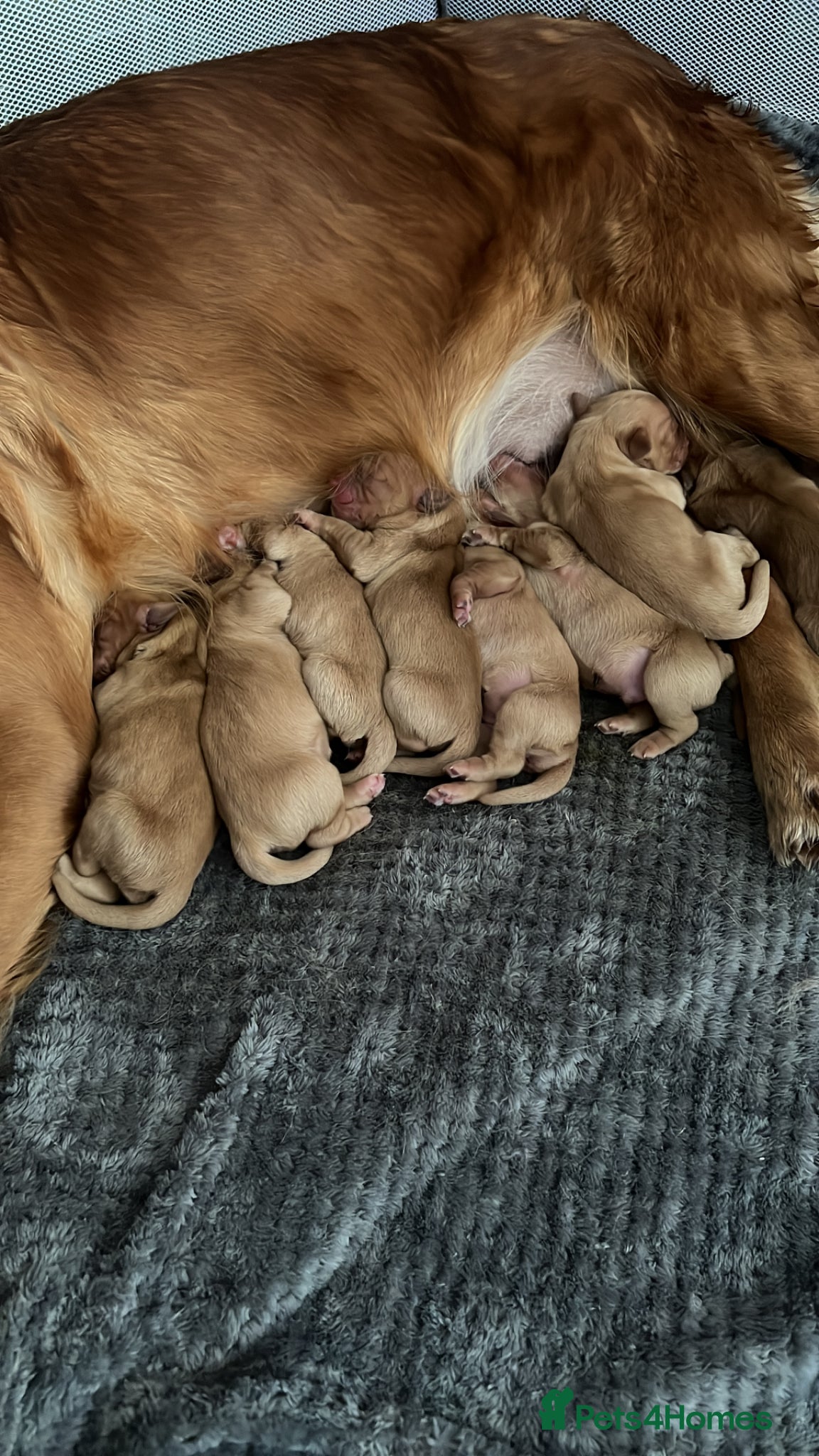 Golden Retriever dogs for sale: Tundra Retriever KC Fox Red Golden Retriever Pups - Advert 2