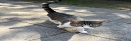 Domestic Shorthair cats for adoption: Bonded pair of wonderful cats in need of a home! - Advert 5