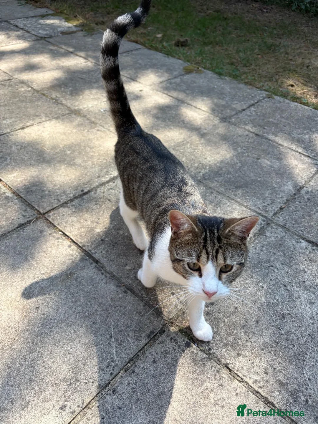 Domestic Shorthair cats for adoption: Bonded pair of wonderful cats in need of a home! - Advert 5
