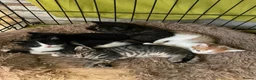 Mixed Breed cats for sale: Kittens for sale in Bridport - Advert 2