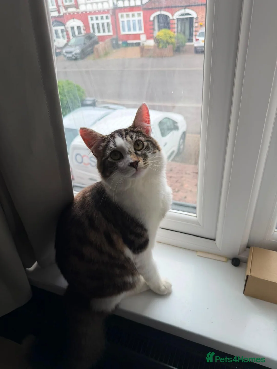 Domestic Shorthair cats for adoption: Leo - Adopt from Cats in Crisis East Ldn - Advert 2