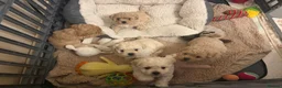 Mixed Breed dogs for sale: Beautiful Toy Poochon Puppies - Advert 4