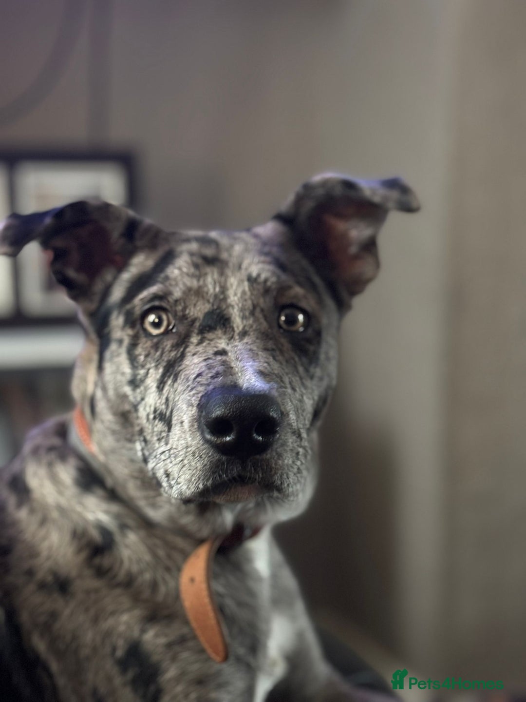 Mixed Breed dogs for sale: Whippet X border collie  - Advert 12