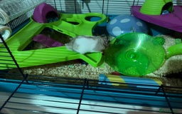 Hamster rodents for sale: Syrian hamster with full set up - Image 2