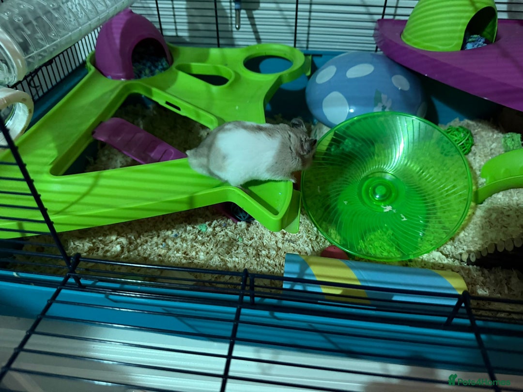 Hamster rodents for sale: Syrian hamster with full set up - Image 2