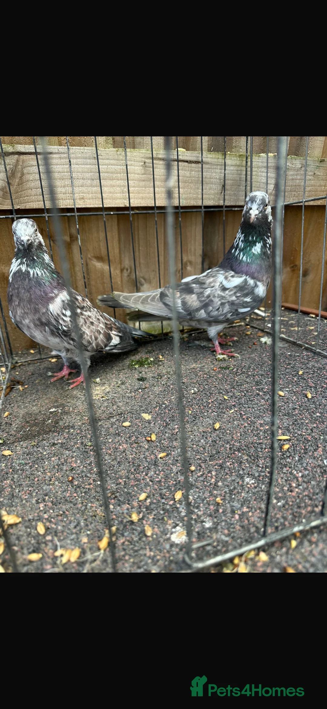 Pigeons birds for sale: Pigeons - Advert 16