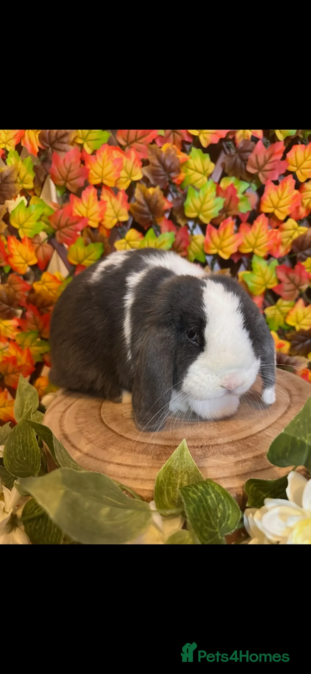 Mini Lop rabbits for sale: Baby Buck and Gorgeous Minilop Doe available🤍 - Advert 11