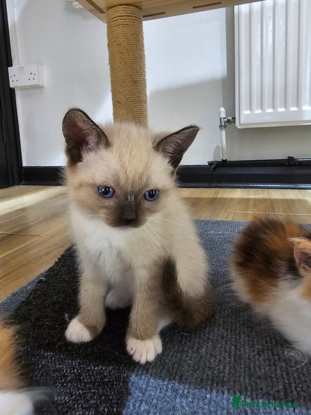 Ragdoll cats for sale: Soo cudly and playfull, two litters! - Advert 23